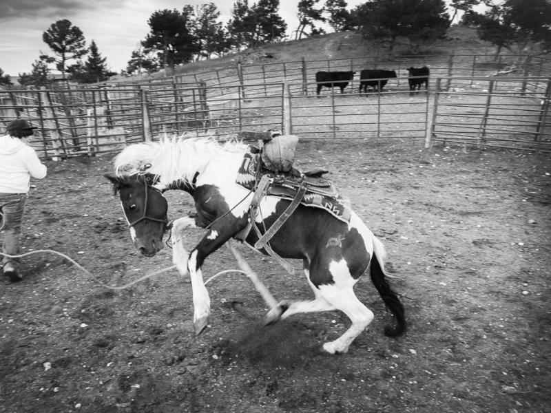 Joseph Chased by a Colt at Tom Crawford’s Youth Program, Blackfeet Reservation, Montana, 2015 by Sue Reynolds