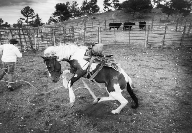 Joseph Chased by a Colt at Tom Crawford’s Youth Program, Blackfeet Reservation, Montana, 2015 by Sue Reynolds